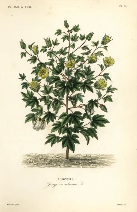 Framed Print : Tree cotton, Gossypium arboreum Framed Print : Tree cotton, Gossypium arboreum