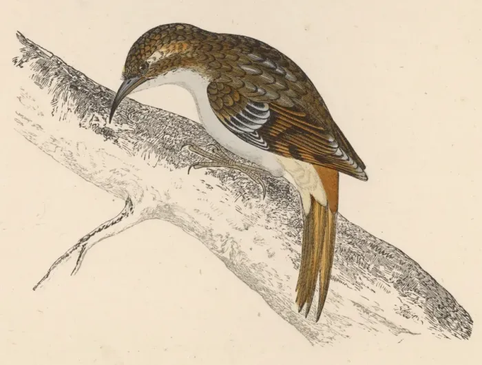 Framed Print : Tree-Creeper (Morris) Framed Print : Tree-Creeper (Morris)