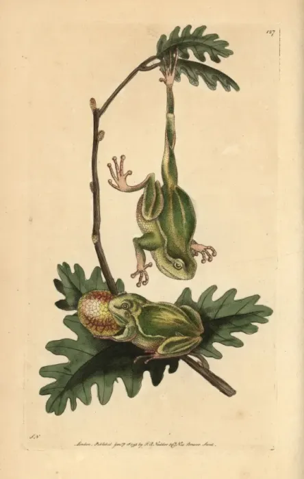 Framed Print : Tree frog, Hyla arborea Framed Print : Tree frog, Hyla arborea