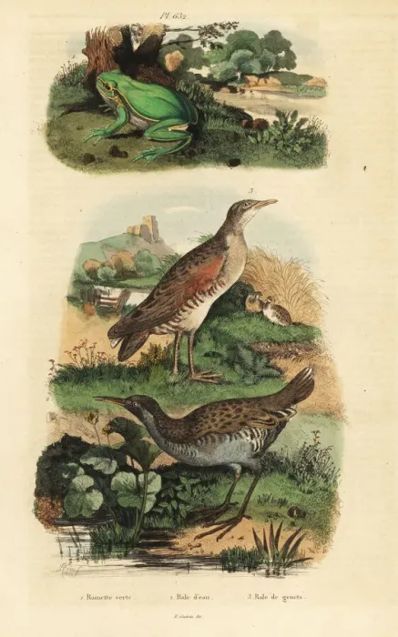 Framed Print : Tree frog, water rail and landrail Framed Print : Tree frog, water rail and landrail