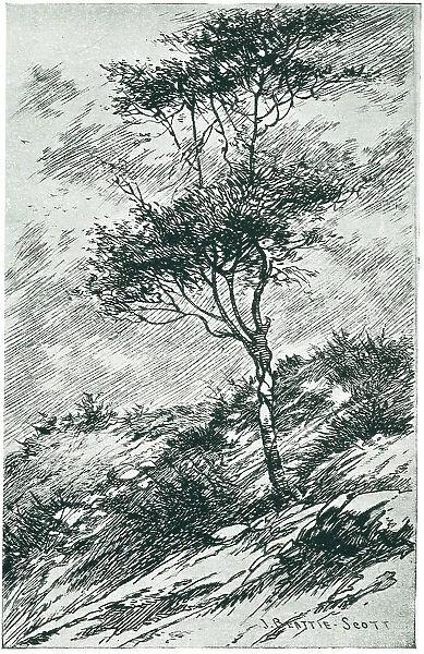 Tree in a Gusty Wind