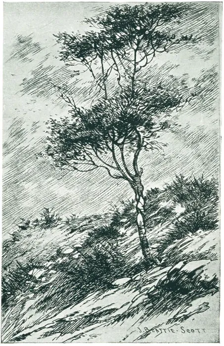Framed Print : Tree in a Gusty Wind Framed Print : Tree in a Gusty Wind