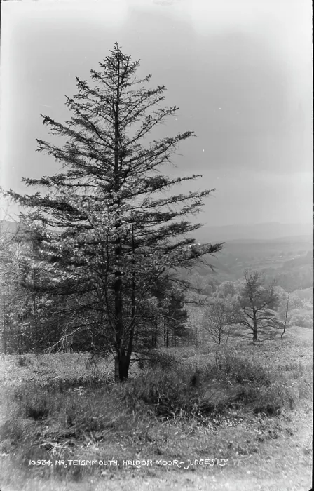 Framed Print : Tree at Haldon Moor Framed Print : Tree at Haldon Moor