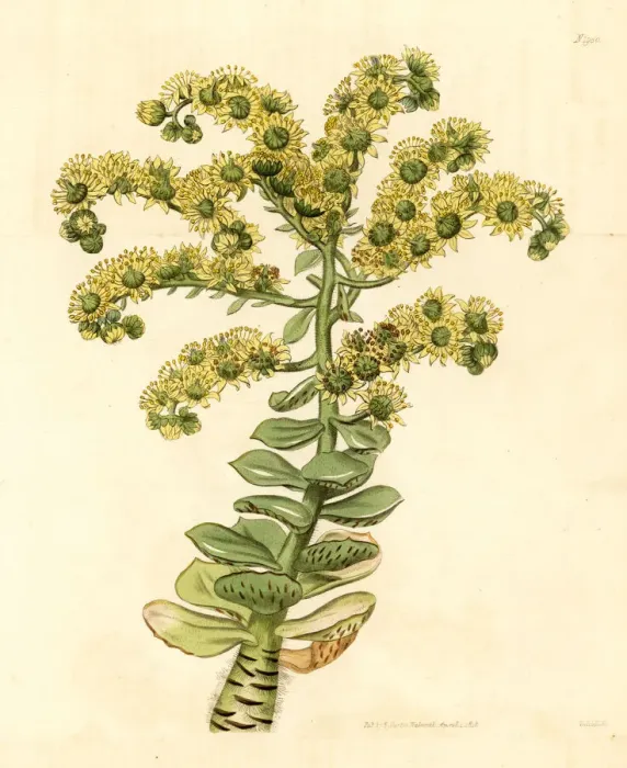 Framed Print : Tree houseleek, Aeonium smithii Framed Print : Tree houseleek, Aeonium smithii