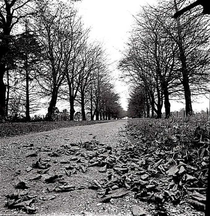 : Tree-lined approach to Telegraph House, constructed on the site of a West Sussex semaphore-station, the home of Bertrand Russell (1872-1970) and Dora (his second wife), and the location of their progressive Beacon Hill School, established in 1927 : Tree-lined approach to Telegraph House, constructed on the site of a West Sussex semaphore-station, the home of Bertrand Russell (1872-1970) and Dora (his second wife), and the location of their progressive Beacon Hill School, established in 1927
