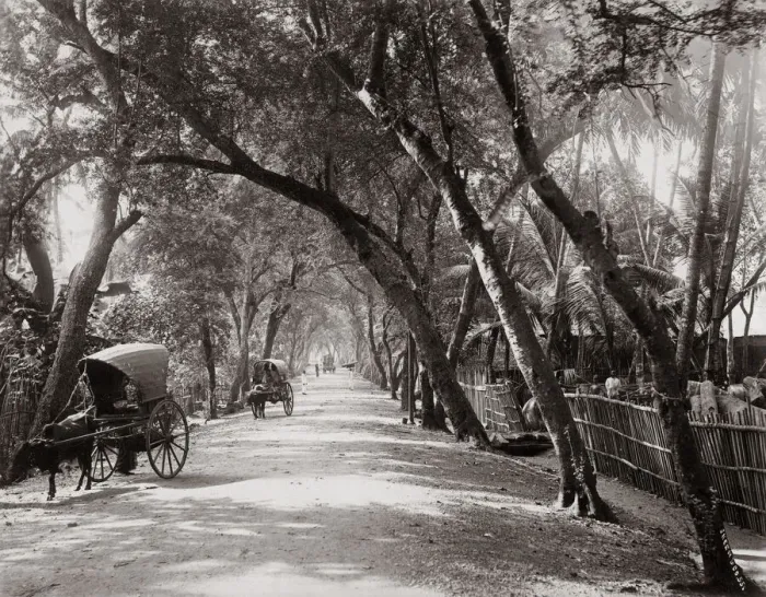 Framed Print : Tree-lined avenue, Ceylon (Sri Lanka) c. 1890 s Framed Print : Tree-lined avenue, Ceylon (Sri Lanka) c. 1890 s