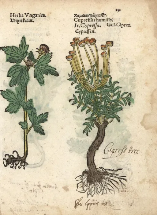 Framed Print : Tree mallow, Malva arborea, and cypress tree Framed Print : Tree mallow, Malva arborea, and cypress tree