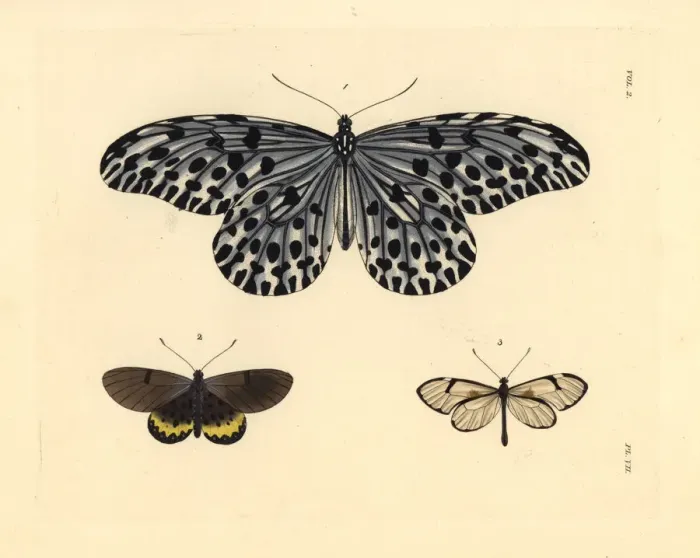 Framed Print : Tree-nymph, large smoky acraea and glasswing Framed Print : Tree-nymph, large smoky acraea and glasswing