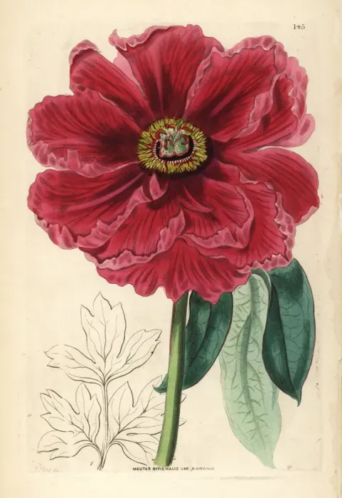 Framed Print : Tree peony, Paeonia officinalis Framed Print : Tree peony, Paeonia officinalis