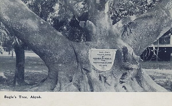 Tree planted by Archibald Bogle and his wife - Myanmar