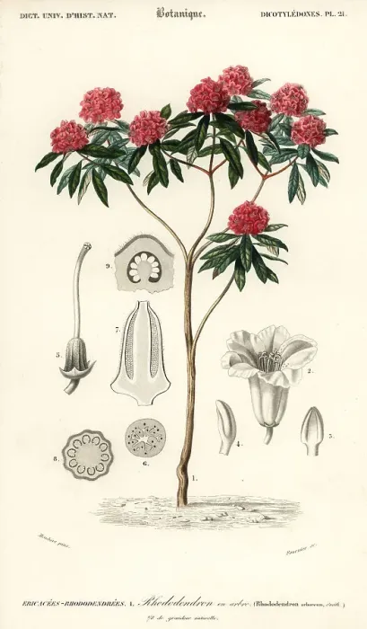 Framed Print : Tree rhododendron, Rhododendron arboreum Framed Print : Tree rhododendron, Rhododendron arboreum