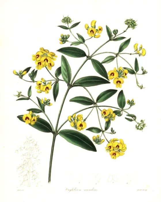 Framed Print : Tree shaggy pea or climbing oxylobium, Oxylobium scandens Framed Print : Tree shaggy pea or climbing oxylobium, Oxylobium scandens
