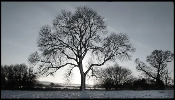Framed Print : Tree in snowy field Winter Framed Print : Tree in snowy field Winter