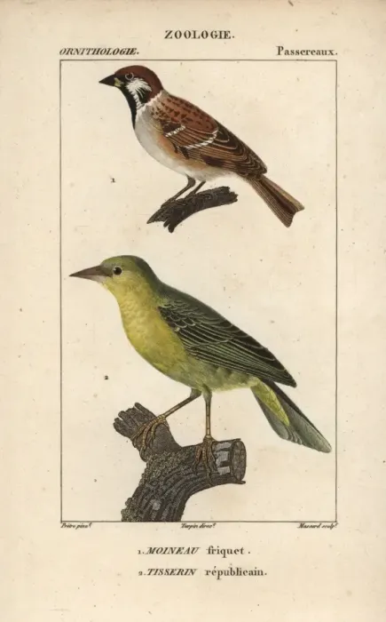 Framed Print : Tree sparrow, Passer montanus, and village