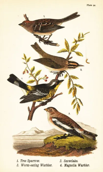 Framed Print : Tree sparrow, snow bunting, worm-eating warbler Framed Print : Tree sparrow, snow bunting, worm-eating warbler