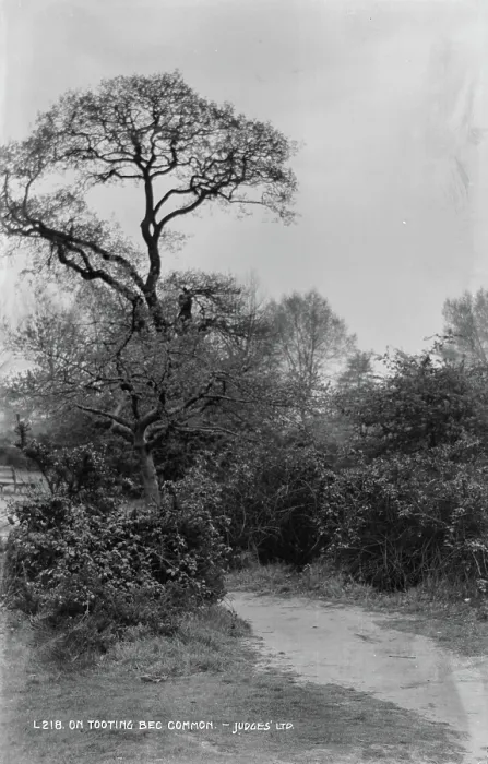 Framed Print : Tree on Tooting Bec Common Framed Print : Tree on Tooting Bec Common