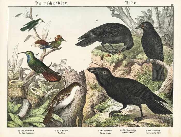 Framed Print : Treecreeper, hummingbirds and ravens Framed Print : Treecreeper, hummingbirds and ravens