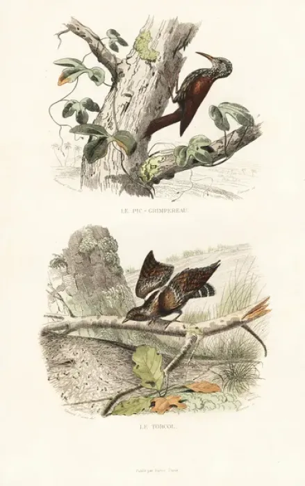 Framed Print : Treecreeper and wryneck Framed Print : Treecreeper and wryneck