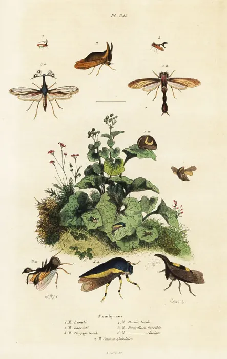 Framed Print : Treehoppers Framed Print : Treehoppers