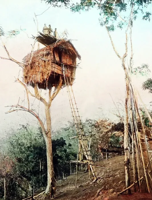 Framed Print : Treehouse, Papua New Guinea, Victorian period Framed Print : Treehouse, Papua New Guinea, Victorian period