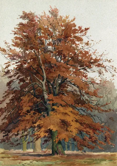Framed Print : Trees / Beech C1890 Framed Print : Trees / Beech C1890