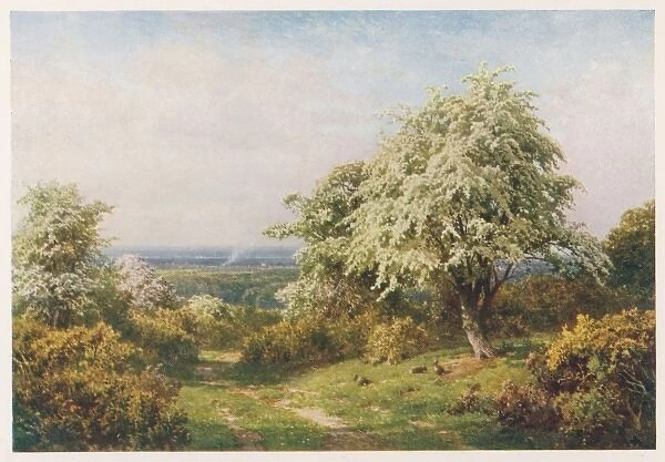Trees in Blossom 1906