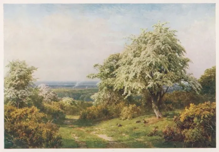 Framed Print : Trees in Blossom 1906 Framed Print : Trees in Blossom 1906