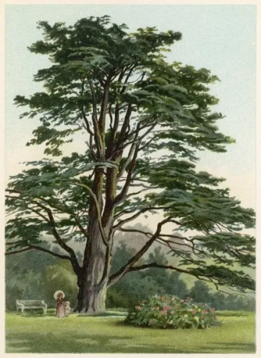 Framed Print : Trees / Cedar Lebanon Framed Print : Trees / Cedar Lebanon