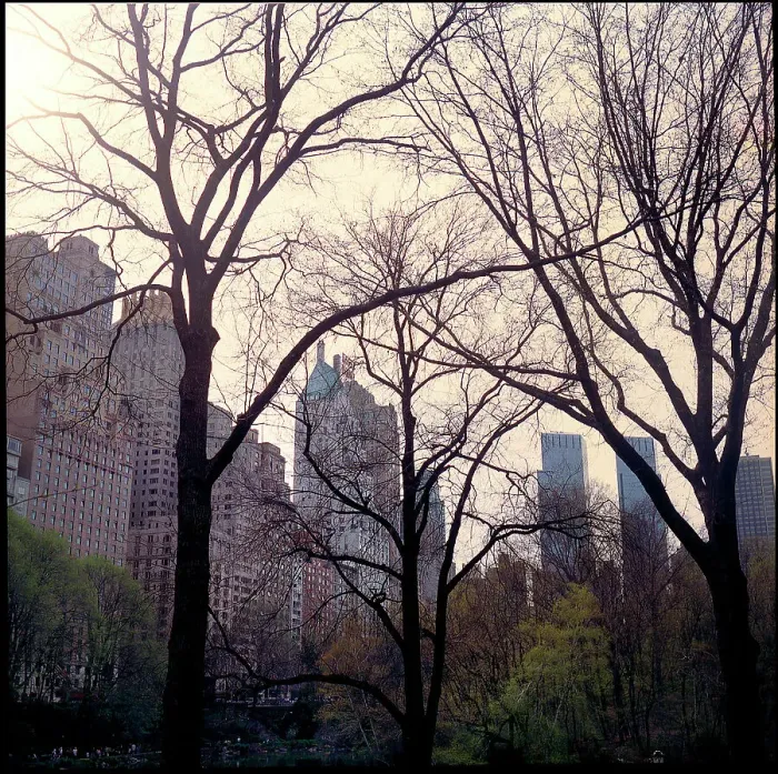 Framed Print : Trees Central Park plus buildings New York Framed Print : Trees Central Park plus buildings New York