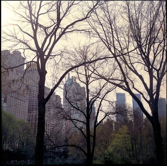 Framed Print : Trees Central Park plus buildings, New York, USA Framed Print : Trees Central Park plus buildings, New York, USA