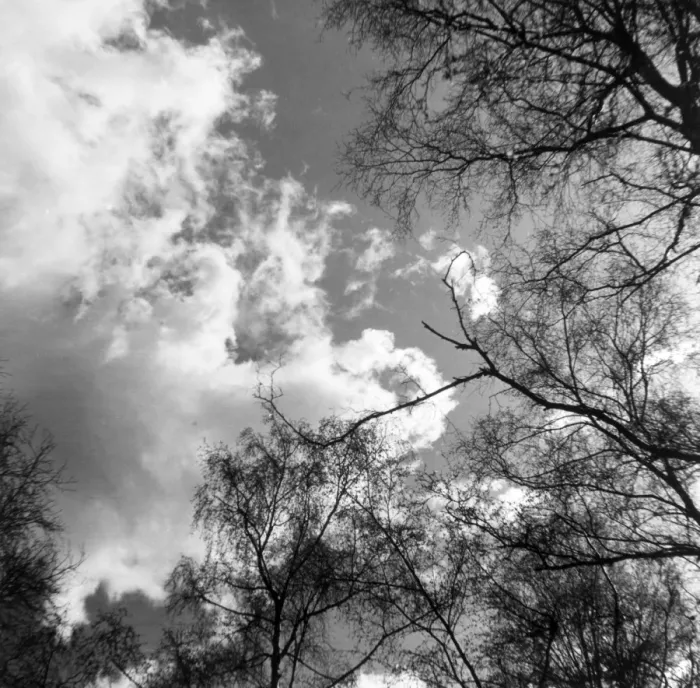 Framed Print : Trees and Clouds Framed Print : Trees and Clouds