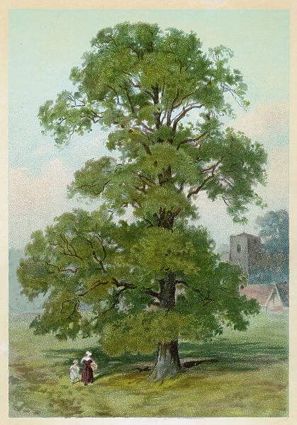 Trees  /  Common Elm C1890