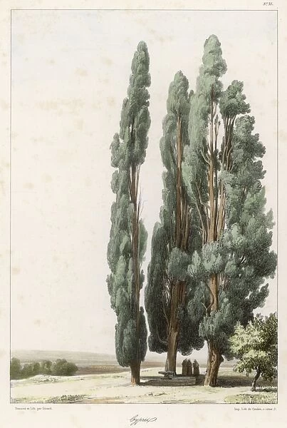 Trees / Cypress (Girard)