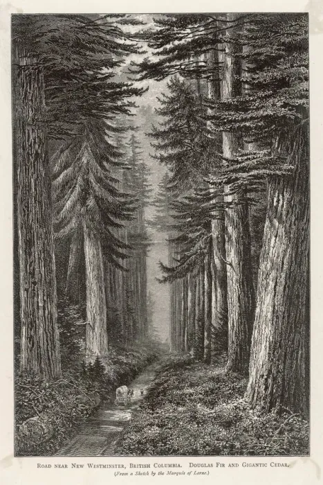 Framed Print : TREES / DOUGLAS FIR Framed Print : TREES / DOUGLAS FIR