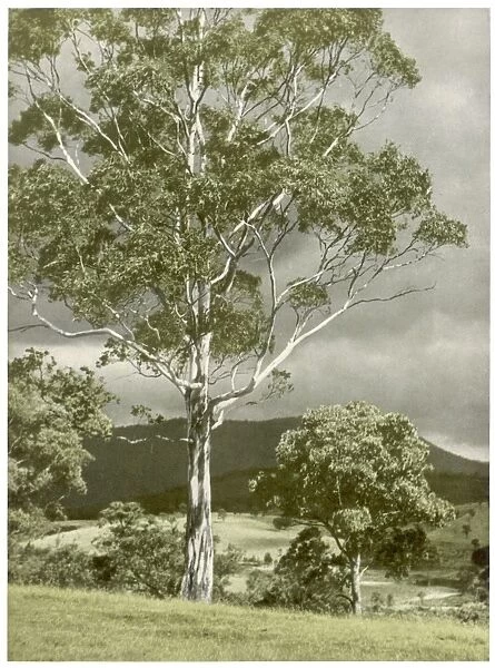 Trees  /  Eucalyptus Regnans