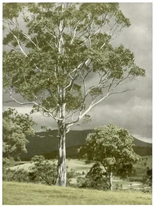 Framed Print : Trees / Eucalyptus Regnans Framed Print : Trees / Eucalyptus Regnans