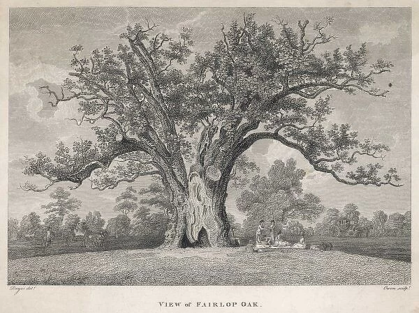 Trees  /  Fairlop Oak