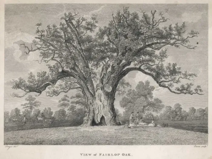 Framed Print : Trees / Fairlop Oak Framed Print : Trees / Fairlop Oak