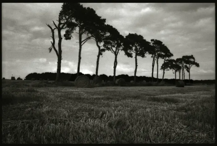 Framed Print : Trees and field landscape Normany Framed Print : Trees and field landscape Normany