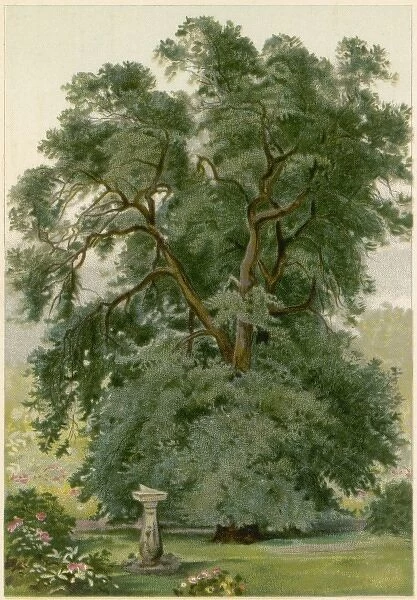 Trees  /  Holm Oak  /  Chromo