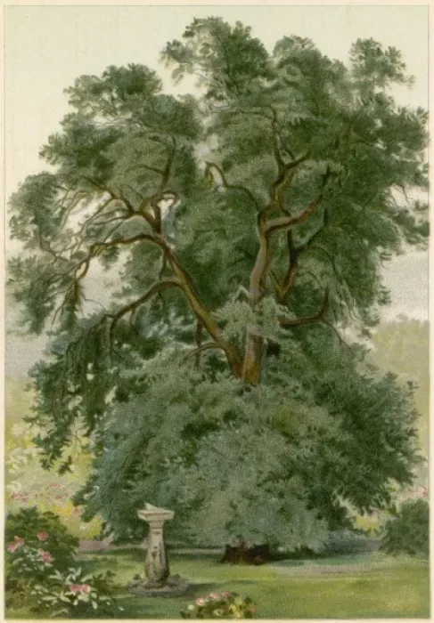 Framed Print : Trees / Holm Oak / Chromo Framed Print : Trees / Holm Oak / Chromo