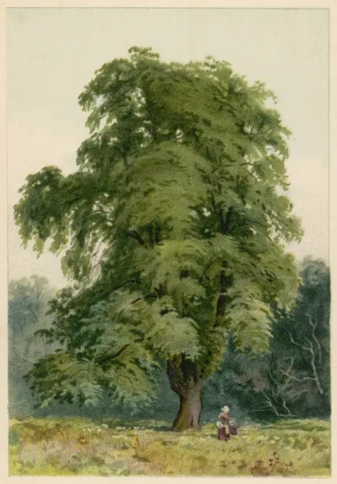 Framed Print : Trees / Hornbeam C1890 Framed Print : Trees / Hornbeam C1890