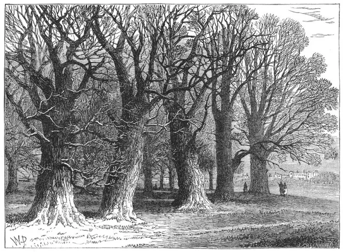 Framed Print : Trees in Hyde Park Framed Print : Trees in Hyde Park