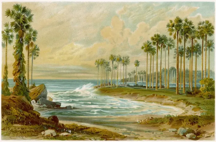 Framed Print : Trees - Palm, Palmyra Framed Print : Trees - Palm, Palmyra
