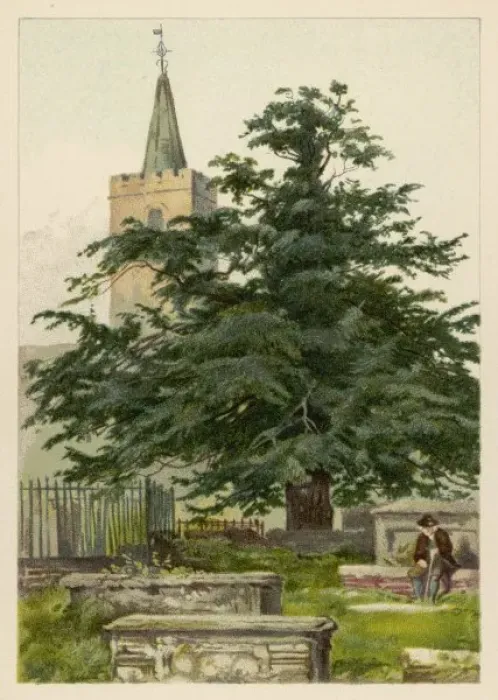 Framed Print : TREES / YEW C1890 Framed Print : TREES / YEW C1890