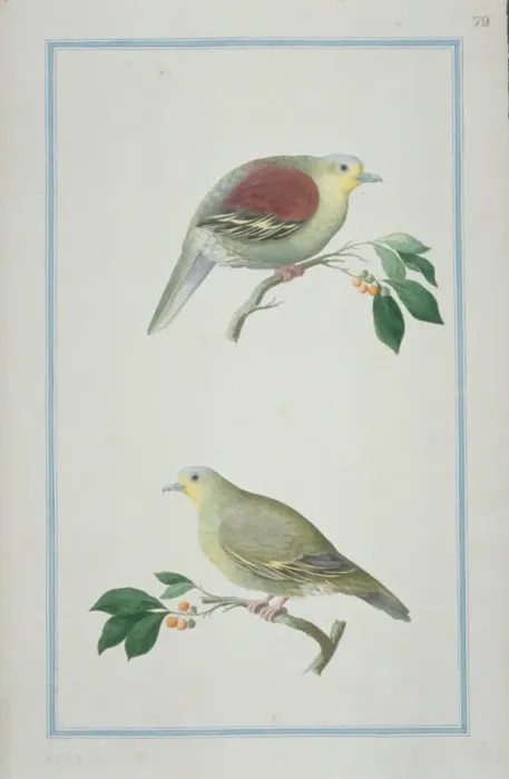 Framed Print : Treron pompadora, pompadour green pigeon Framed Print : Treron pompadora, pompadour green pigeon