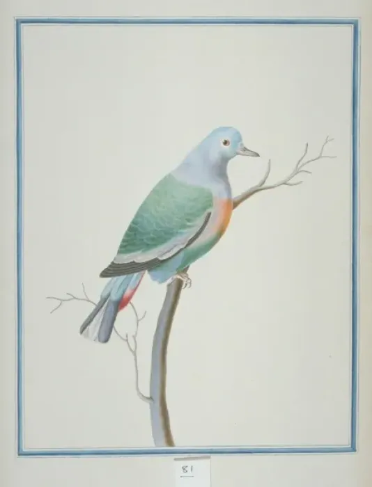 Framed Print : Treron vernans, pink-necked green pigeon Framed Print : Treron vernans, pink-necked green pigeon