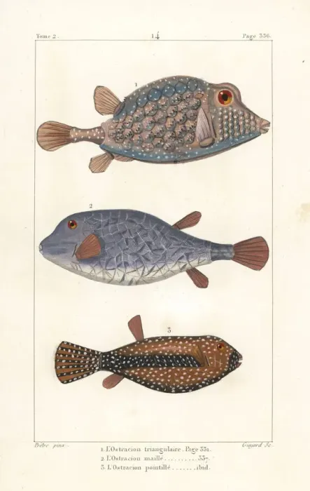 Framed Print : Triangular boxfish and spotted boxfish Framed Print : Triangular boxfish and spotted boxfish