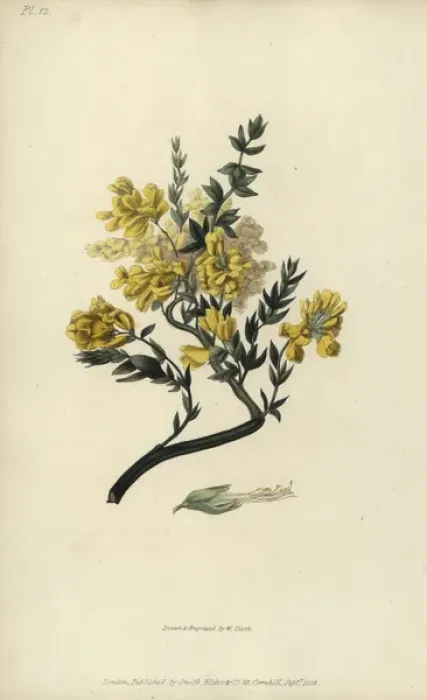 Framed Print : Triangular genista, Genista triquetra Framed Print : Triangular genista, Genista triquetra