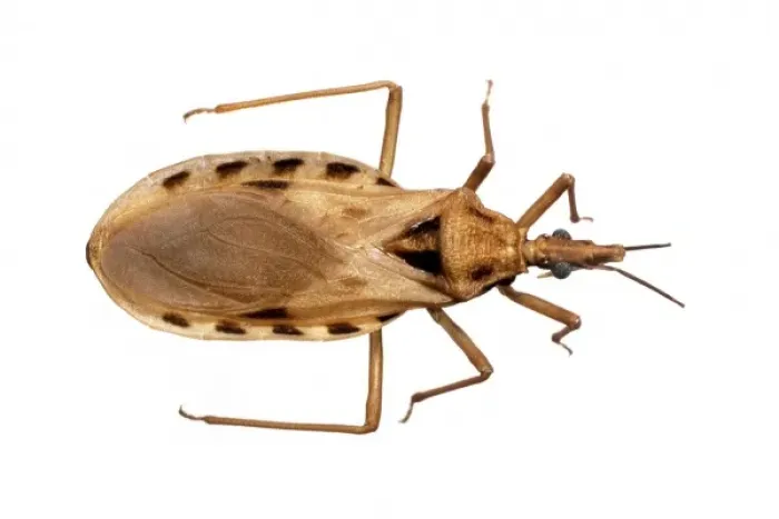 Framed Print : Triatoma cavernicola, triatomine bug Framed Print : Triatoma cavernicola, triatomine bug